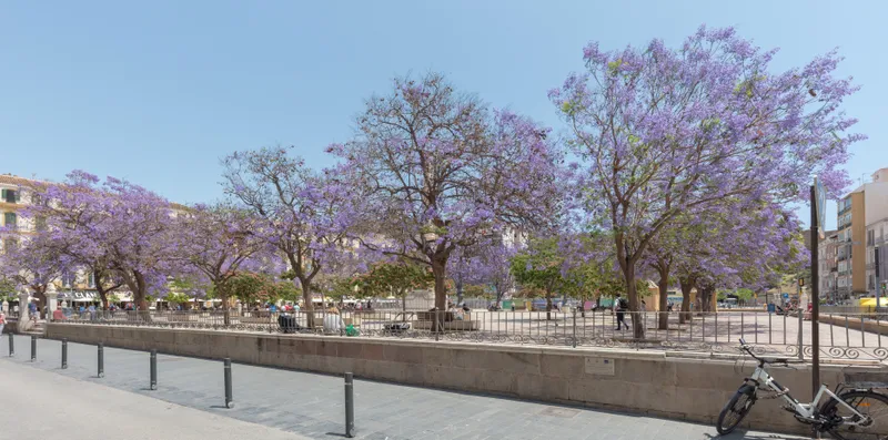 Jacaranda trees in lilac bloom in Plaza de la Merced, with its railing and a parked bicycle.